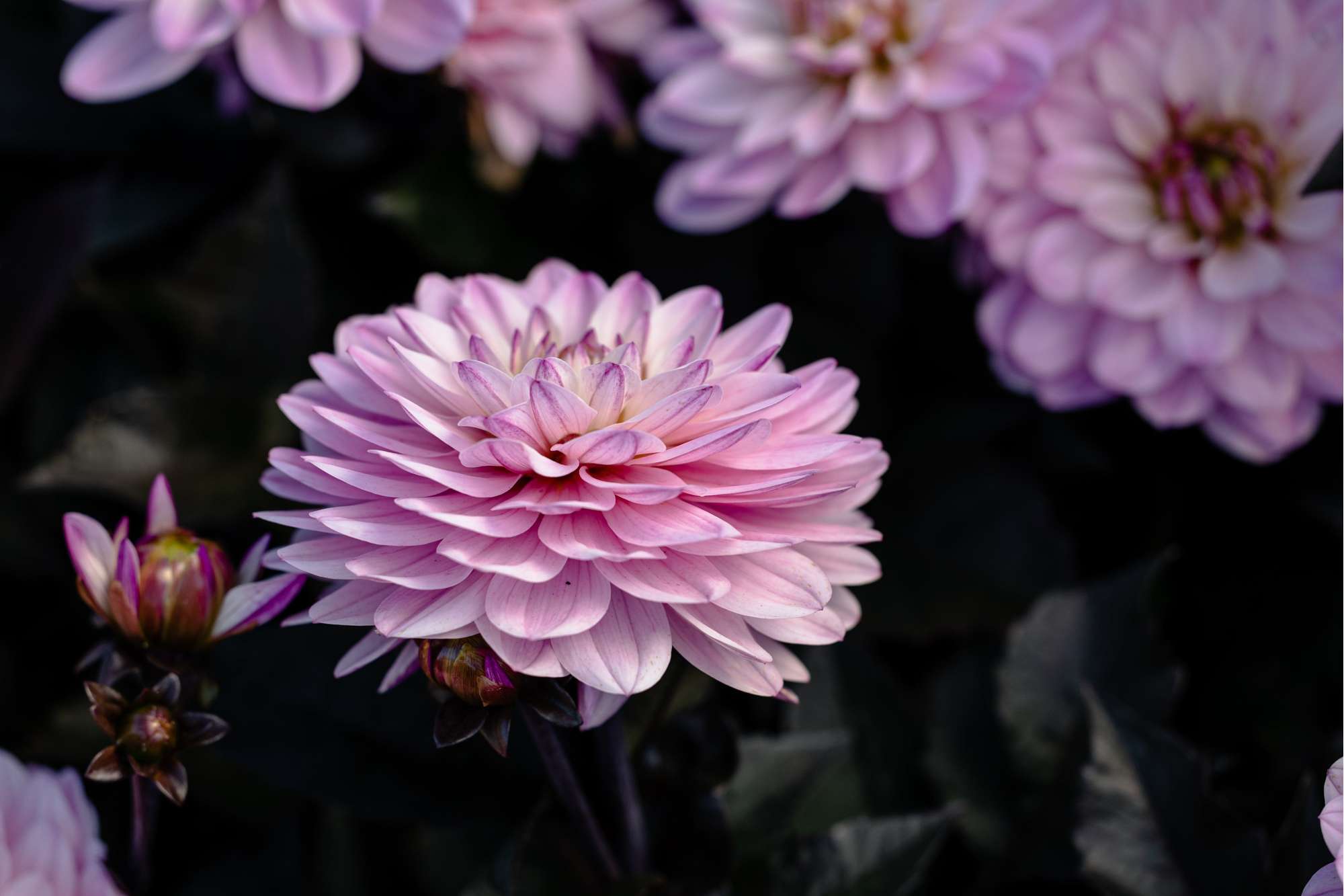 Dahlia 'Melody Harmony'